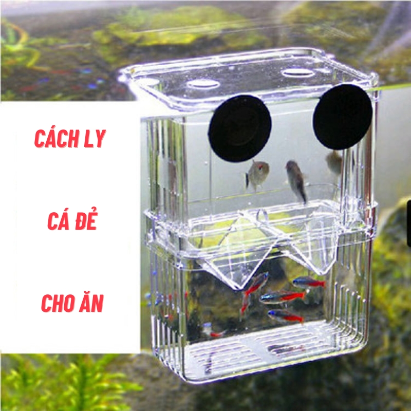 Lồng Cách Ly Nuôi Cá Con, Lồng Dưỡng Cá Con